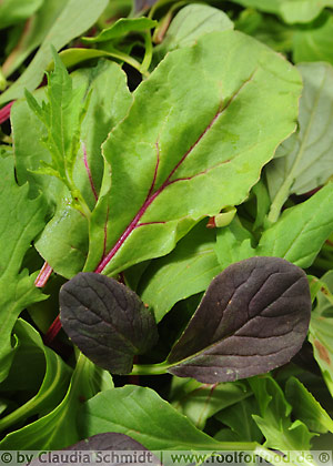 Baby Leaf - Pflücksalat