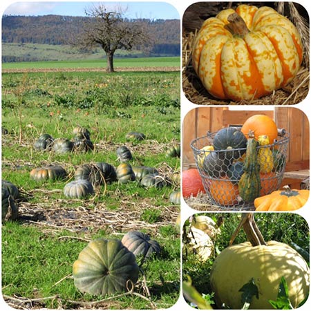 Kürbisvielfalt im Herbst: auf dem Feld und auf dem Kürbismarkt