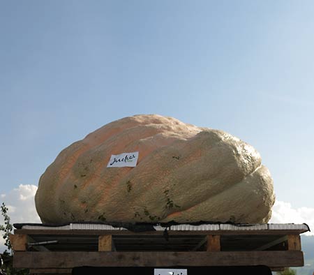 Neuer Weltrekord im Kürbiswiegen - New World Record Pumpkin Weigh-Off