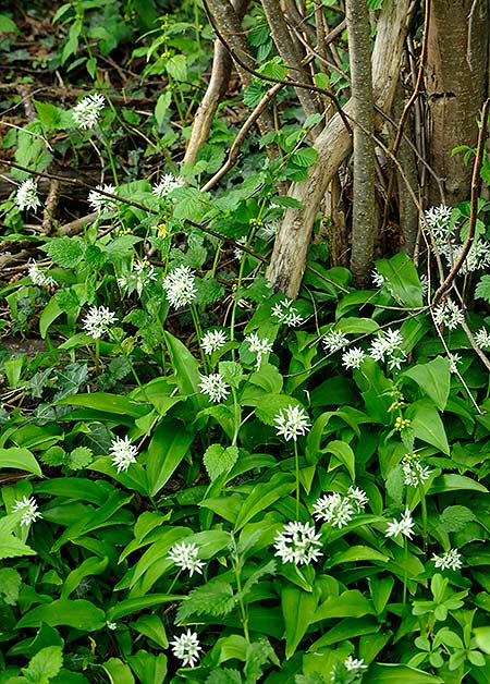 Rezept mit Bild für eingelegte Bärlauch-Knospen (Bärlauchkapern) - 