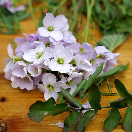 Rezept mit Bild für Wildkräutersuppe - Wiesenschaumkraut-Blüten - foolforfood.de