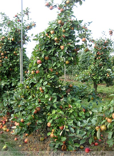 Apfelernte 2009 auf dem Apfelpatenhof