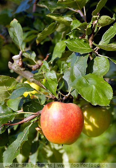 Apfelsorte Wilstedter Apfel