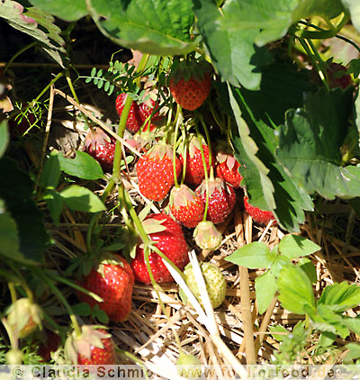 Erdbeeren selbst pflücken in München und Umgebung