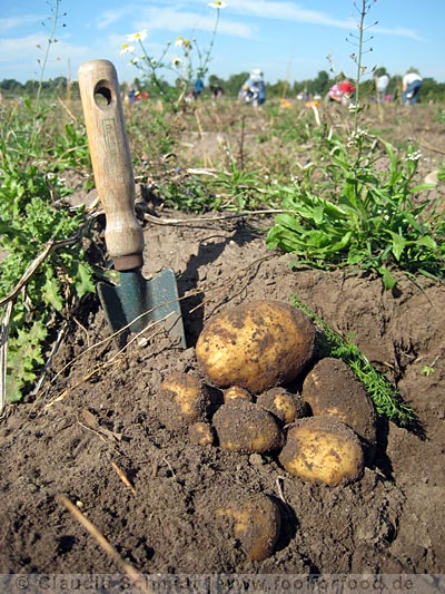Kartoffeln ernten auf Gut Wulksfelde