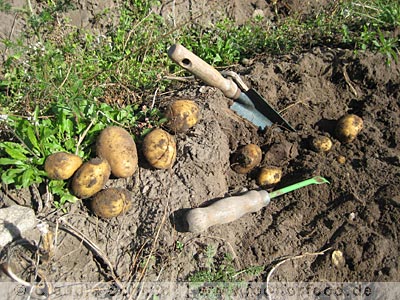 Kartoffeln ernten auf Gut Wulksfelde