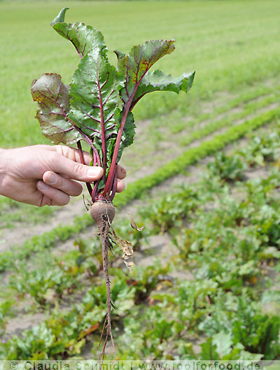 Rote Bete frisch aus der Erde