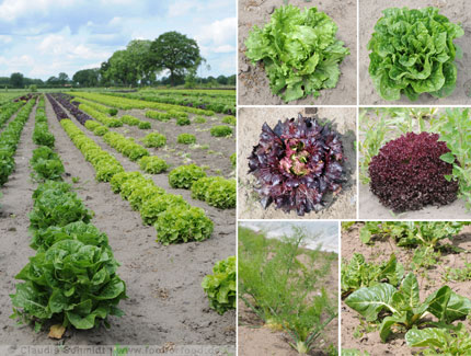 Salate und Gemüse auf Gut Wulksfelde