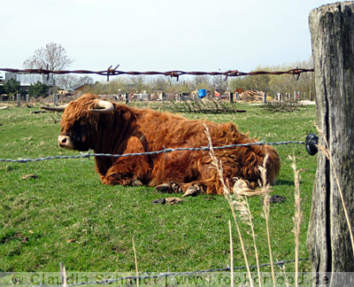 Schottisches Hochlandrind