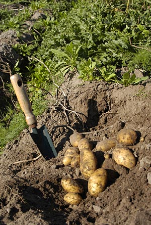 Kartoffeln auf dem Acker