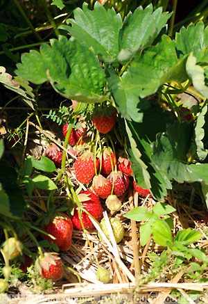 Erdbeeren selbst pflücken