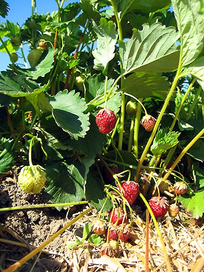 Erdbeeren selbst pflücken in Niedersachsen