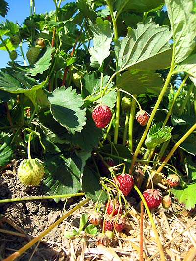 Erdbeeren selbst pflücken