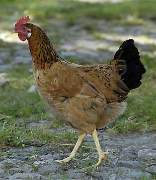 Freilaufendes Huhn