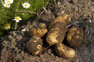 Kartoffeln auf dem Acker