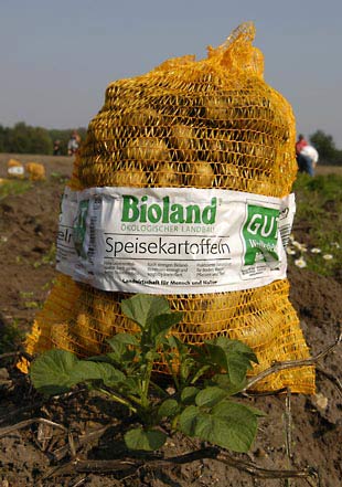 Bioland-Kartoffeln