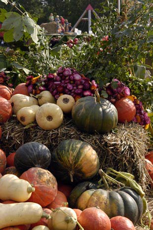 Kartoffelmarkt auf Gut Wulksfelde