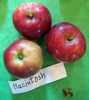 Apfelsorte Macintosh
