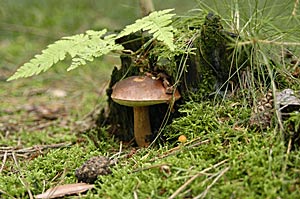 Pilz im Wald