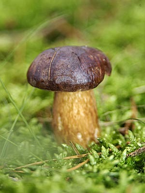 Steinpilz