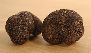 Trüffel (Tuber indicum) - und nicht Tuber melanosporum