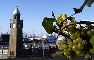 Weinlese im Hamburger Hafen